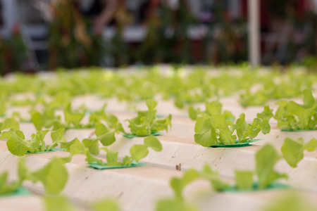 fresh green lettuce in organic farm.