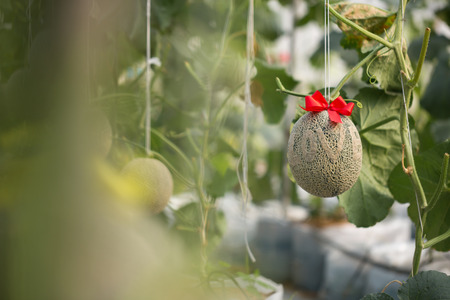Cantaloupe melon with ribbon growing in greenhouse farmの写真素材
