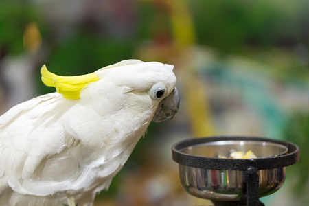 White parrot on a branchの写真素材