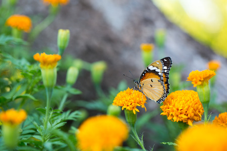 Closeup butterfly on flower.の写真素材