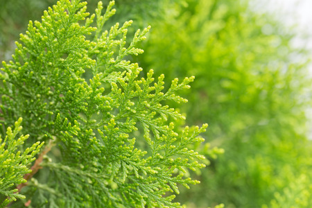 Close up leaves of pine tree or Oriental Arborvitae with space.の写真素材