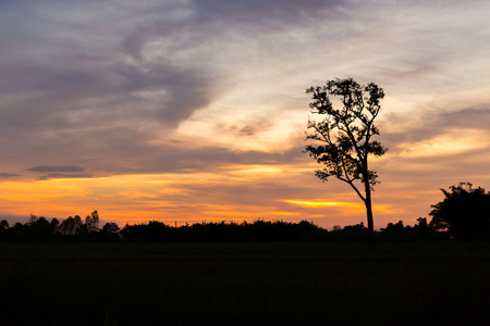 Silhouetted of tree during sunrise.の写真素材