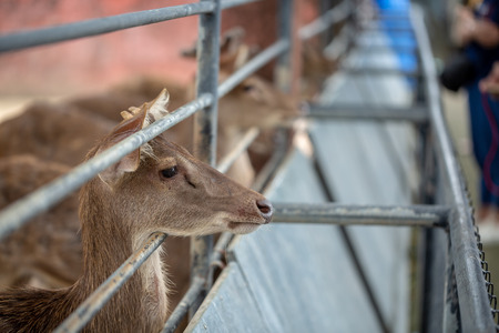 Deers in the cage at the zoo of Thailand.の写真素材