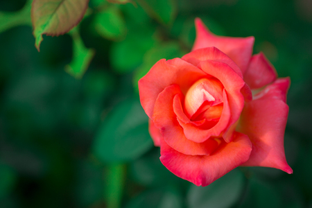 Beautiful rose flowers blooming with copy space,Macro.の写真素材