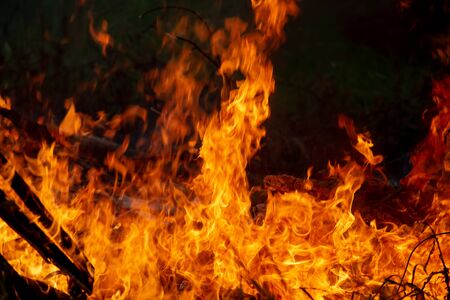 Burning down fire. Last embers and ashes.