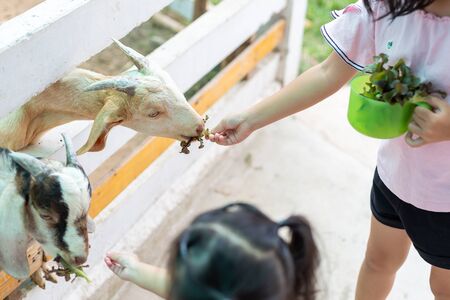 Asian kid feed vegetables to goats on a farm.の写真素材