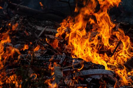 Burning down fire. Last embers and ashes.