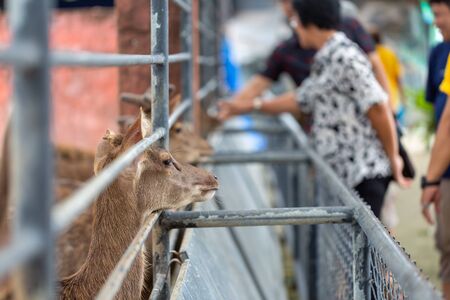 Deers in the cage at the zoo of Thailand.