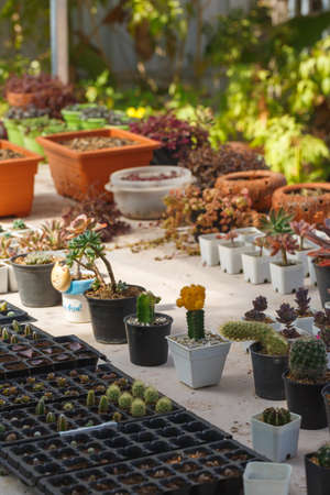 Various of small cantus tree planted in a pot.の写真素材
