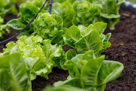 Organic lettuce grown on the ground,Fresh lettuce in a vegetable garden.の写真素材
