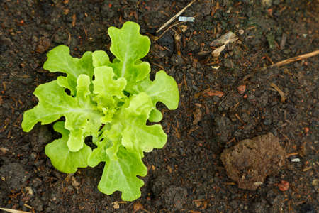 Organic lettuce grown on the ground,Fresh lettuce in a vegetable garden.の写真素材