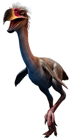 Phorusrhacosの写真素材