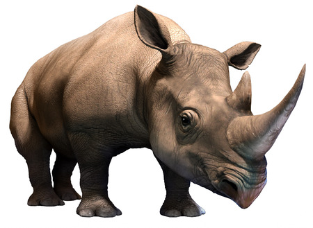Black rhinoの写真素材