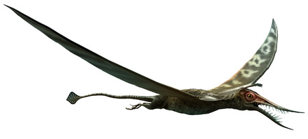 Rhamphorhynchusの写真素材