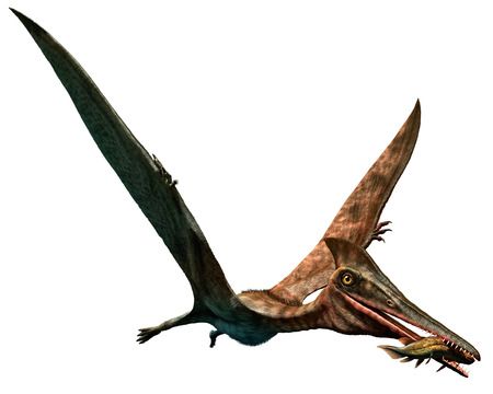 Pterodactylusの写真素材