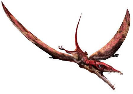 Eudimorphodonの写真素材