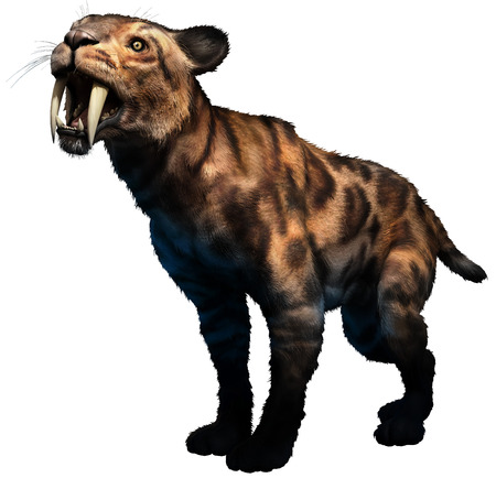 Smilodonの写真素材