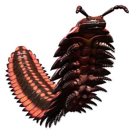 Arthropleuraの写真素材