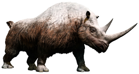 Woolly rhinocerosの写真素材