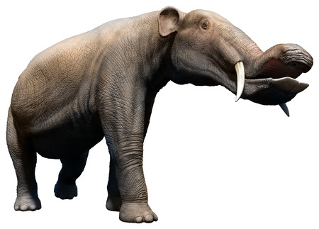 Platybelodonの写真素材