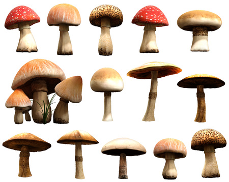 Mushroomsの写真素材
