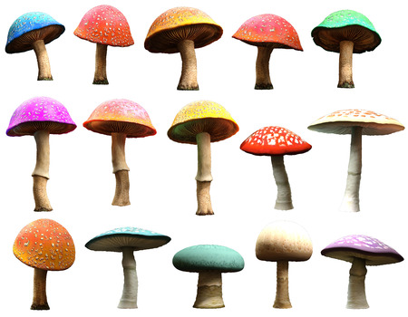 Mushroomsの写真素材
