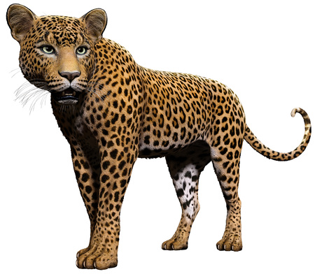Leopard illustrationの写真素材