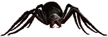 Giant spiderの写真素材