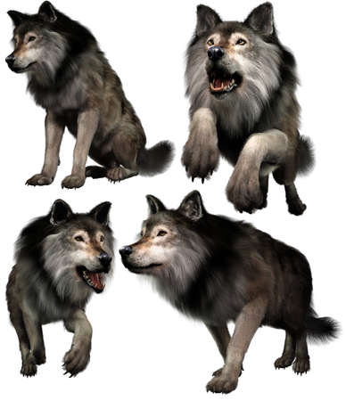Wolves in various poses 3D rendersの写真素材