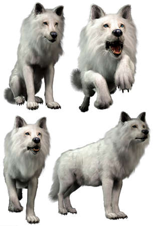 White wolves in various poses 3D rendersの写真素材