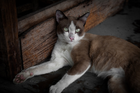 Cat on chairの写真素材