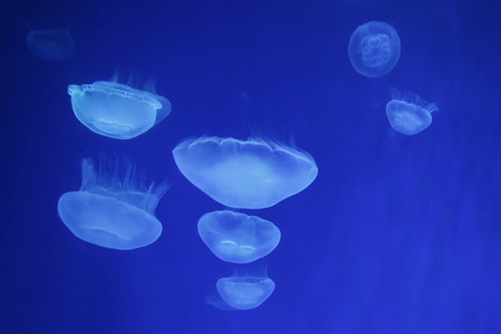 Jellyfish swimming at aquariumの写真素材