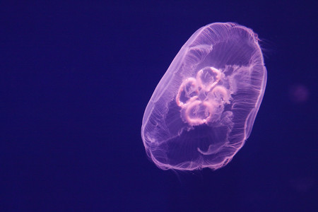 Jellyfish swimming at aquariumの写真素材