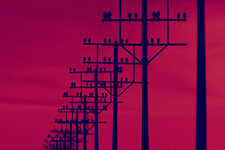 Telegraph poles and telegraph wires at sunriseの写真素材