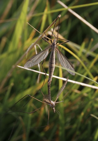 A Gnat hanging by reed.の写真素材