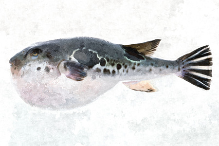 Oil paint drawing image of blowfish on the white board.の写真素材