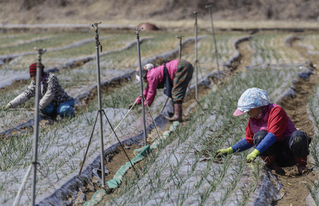 March 17, 2018-Hamchang, South Korea-Farmers seed potatoes and Spring Onion with a farm machinery at the field in Hamchang, south of Seoul (about 170Km) Gyeongbuk Province, South Korea. Farmers are busy with their work in the early spring.のeditorial素材