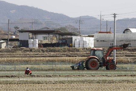 March 17, 2018-Hamchang, South Korea-Farmers seed potatoes and Spring Onion with a farm machinery at the field in Hamchang, south of Seoul (about 170Km) Gyeongbuk Province, South Korea. Farmers are busy with their work in the early spring.のeditorial素材