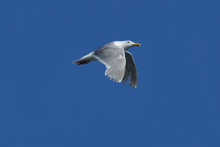 Sea Gull flying の写真素材