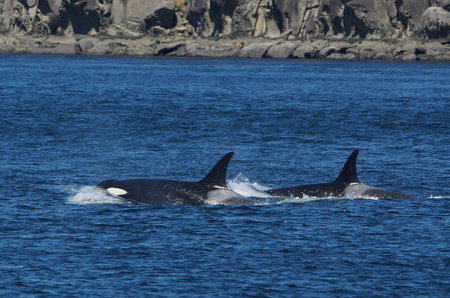 2 Orca whales swiming together の写真素材
