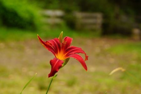 A red Lillyの写真素材