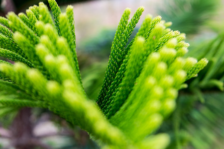 Palm tree species Phetchabun Thailandの写真素材