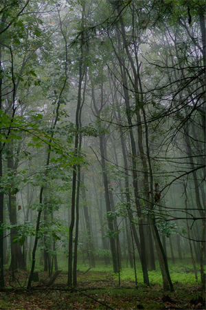 Green spring forest with fog in the spring.の写真素材