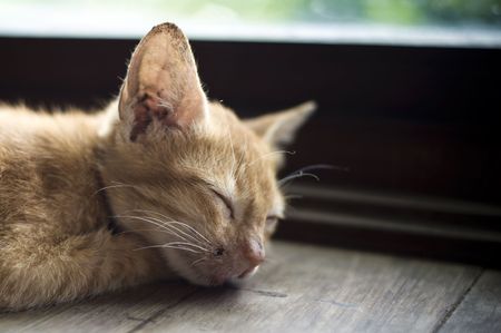 Kitten is content and relaxes on a summer afternoonの写真素材