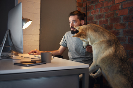 Curious husky dog pet  seeking owner's attention at his desk as he concentrates on working at his computerの写真素材