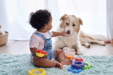 Baby girl sitting on floor playing with family pet dog, child friendly border collieの写真素材