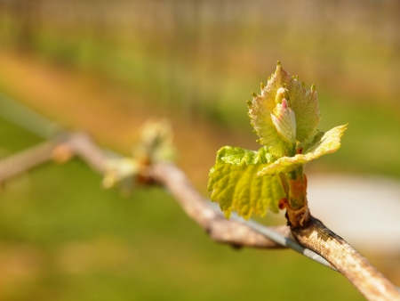 vine leacesの写真素材