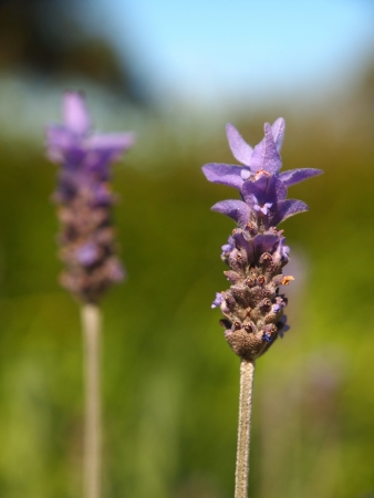 Twins lavenderの写真素材