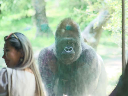 Sad gorilla at the zooの写真素材