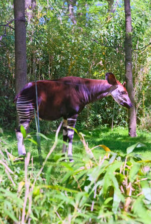 Okapai at the zooの写真素材